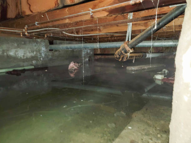 Best Local water damage restoration  in Wilmington Island, GA