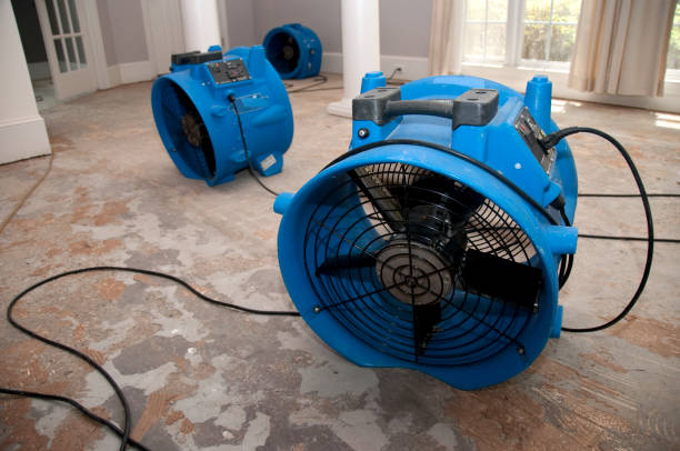 Best Basement water damage restoration  in Wilmington Island, GA